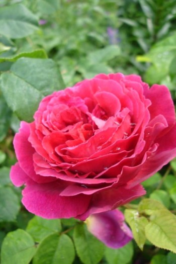 Троянда плетиста ’Отелло’ (малинова)|Rosa climber ’Othello’|Роза плетистая ’Отелло’ (малиновая)